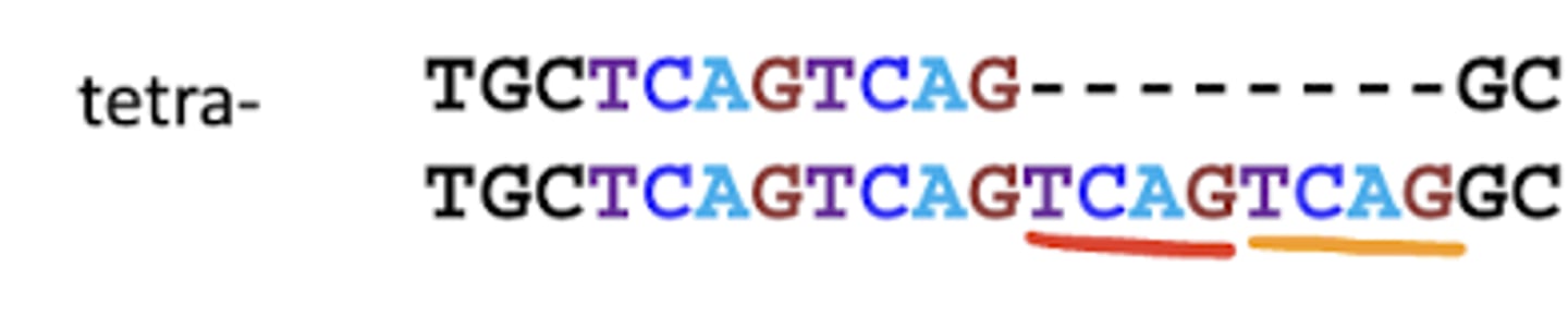 <p>Microsatellite with 4 base pairs per repeat sequence</p>