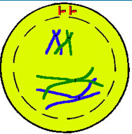 - Number membrane dissolves
- Chromatin condenses into chromosomes
- Centrioles to poles
- Spindle fibres form
- Synapis Occurs
- Crossing Over occurs (swap DNA stuck together as pairs)
- Tetards form