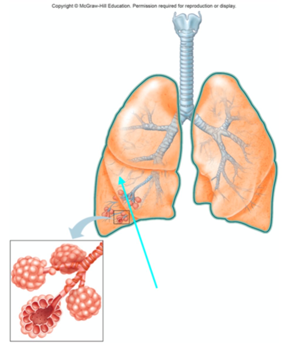 <p>Which structure of the lung diagram is the blue arrow pointing at?</p>