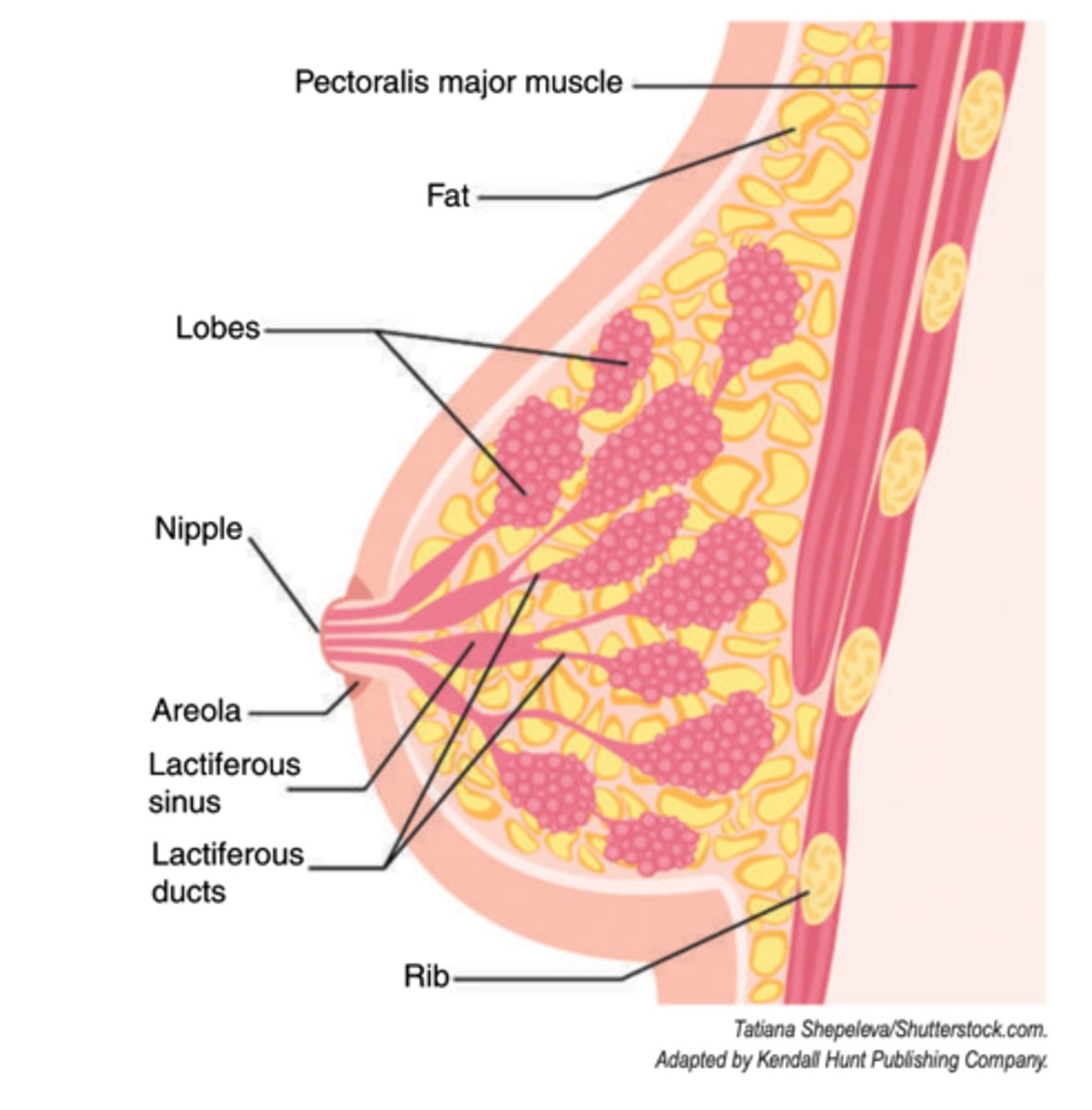 <p>lobules and ducts lined with cuboidal epithelial cells</p>