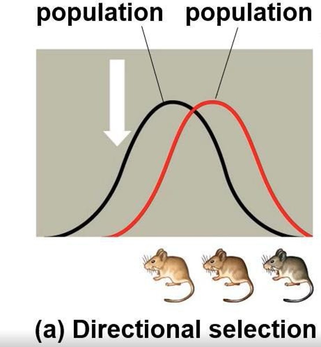 <p>1) Directional selection: favors one extreme phenotype; 2) Disruptive selection: favors both extremes; 3) Stabilizing selection: favors intermediate phenotypes.</p>