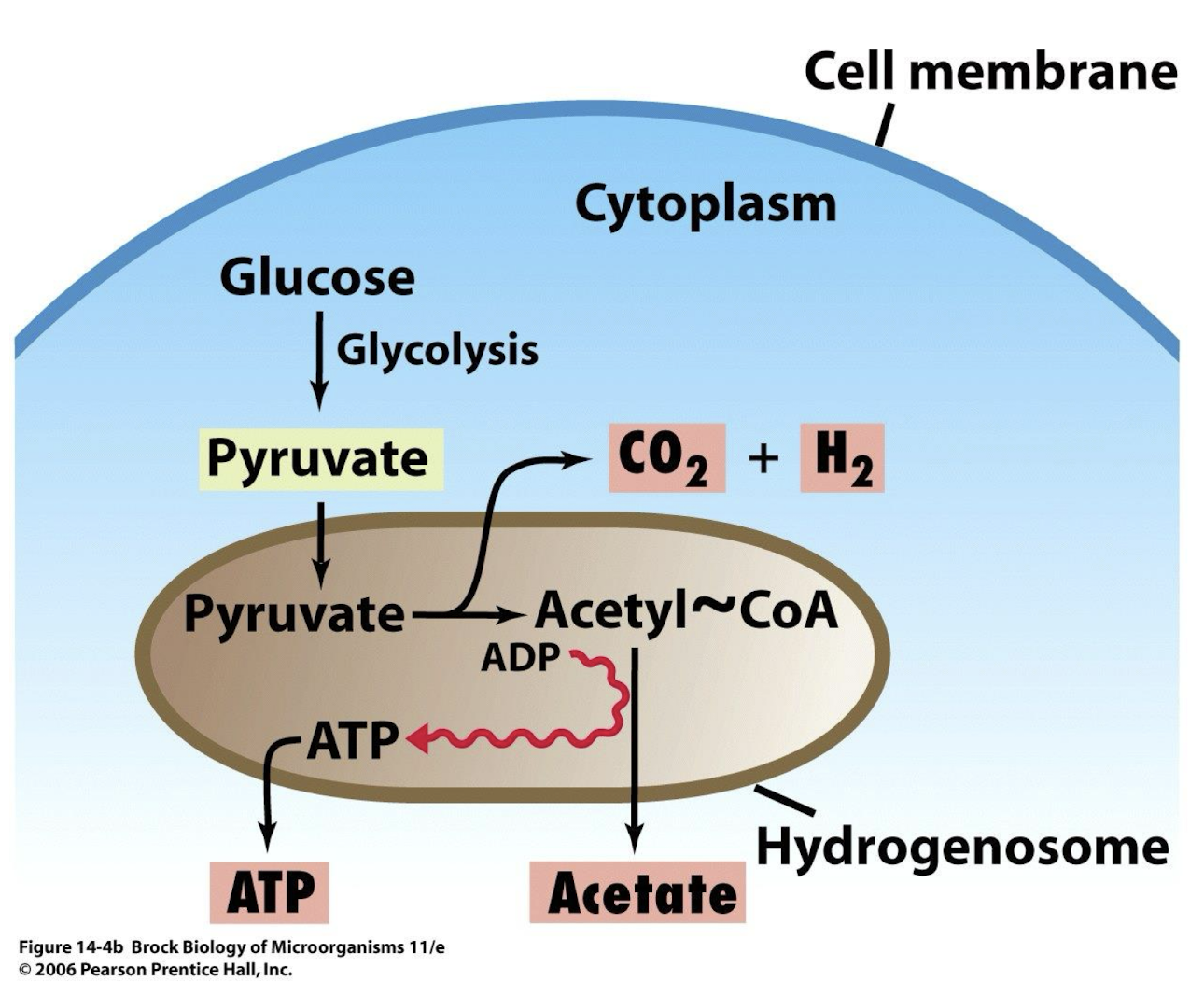 <p><strong>Organelles in some amitochondriate anaerobic protists</strong> <span style="color: green;"><strong>(e.g., <em>Trichomonas vaginalis</em>)</strong></span></p><ul><li><p><strong>Ferment pyruvate to acetyl-CoA, CO2 and H2,</strong> <span style="color: green;"><strong>using hydrogen lyase </strong></span></p></li><li><p><strong>Acetyl-CoA produces ATP via substrate-level phosphorylation.</strong></p></li></ul><p></p>