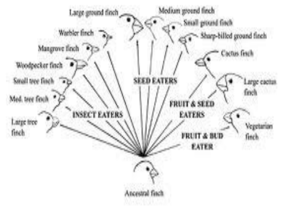 <p>occurs when a <u>single species</u> <strong>RAPIDLY</strong> evolves into a <u><em>number of distinct but closely related species.</em></u> Each new species fills a different, formerly empty, ecological niche.</p>