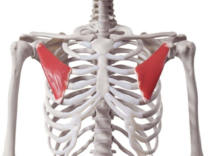 <p><span><span>small, triangular muscle located beneath the larger pectoralis major muscle in the chest</span></span></p>