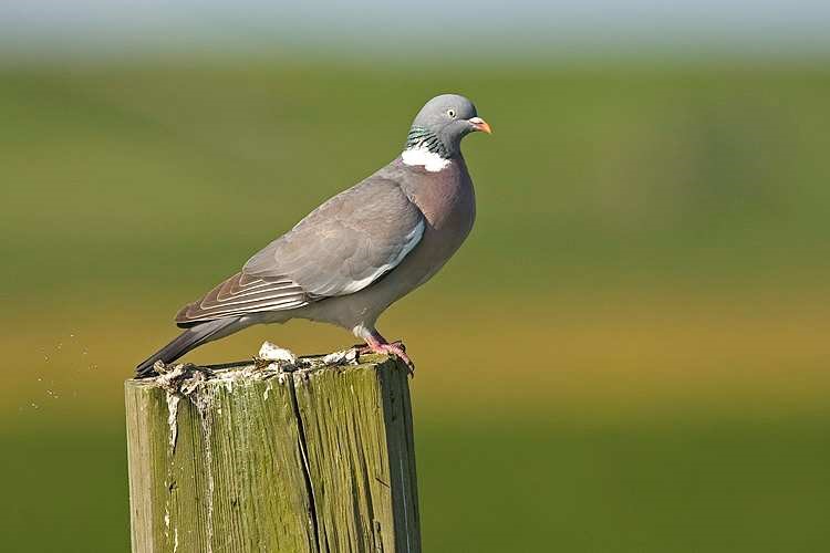 <ul><li><p>witte vlek vleugel en nek</p></li></ul><p></p>