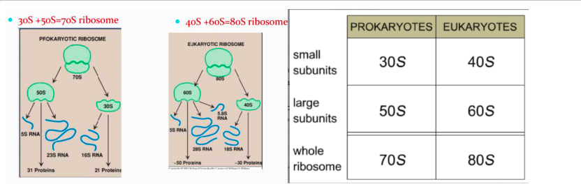 <p>Prokaryotes:</p><p></p><ul><li><p>﻿﻿small subunits: 30s</p></li><li><p>﻿﻿large subunits: 50s</p></li><li><p>﻿﻿whole ribosome: 70s</p></li></ul><p></p><p>Eukaryotes:</p><p></p><ul><li><p>﻿﻿small subunit: 40 s</p></li><li><p>﻿﻿large subunit: 60s</p></li><li><p>﻿﻿whole ribosome: 80s</p></li></ul><p></p>