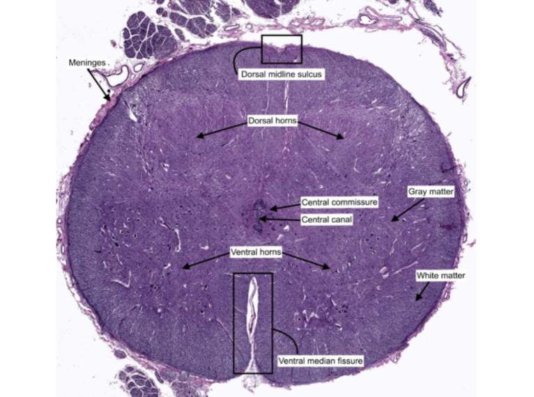 <p>Identify the specimen.</p>