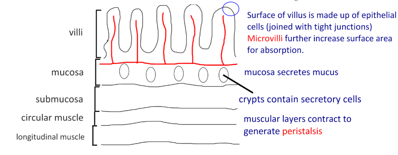 knowt flashcard image