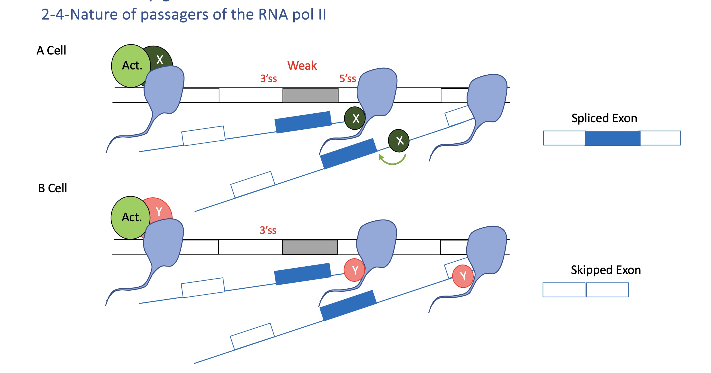 <p>Different co-factors (X or Y) associated with Pol II determine whether a weak exon is spliced in or skipped.</p><ul><li><p><span>Pol II’s </span><strong>C-terminal domain (CTD)</strong><span> recruits RNA-processing factors (capping enzymes, splicing factors).</span></p></li><li><p><span>Depending on its phosphorylation state (Ser2/Ser5), it interacts with different splicing regulators → cell-specific outcomes</span></p></li></ul><p></p>