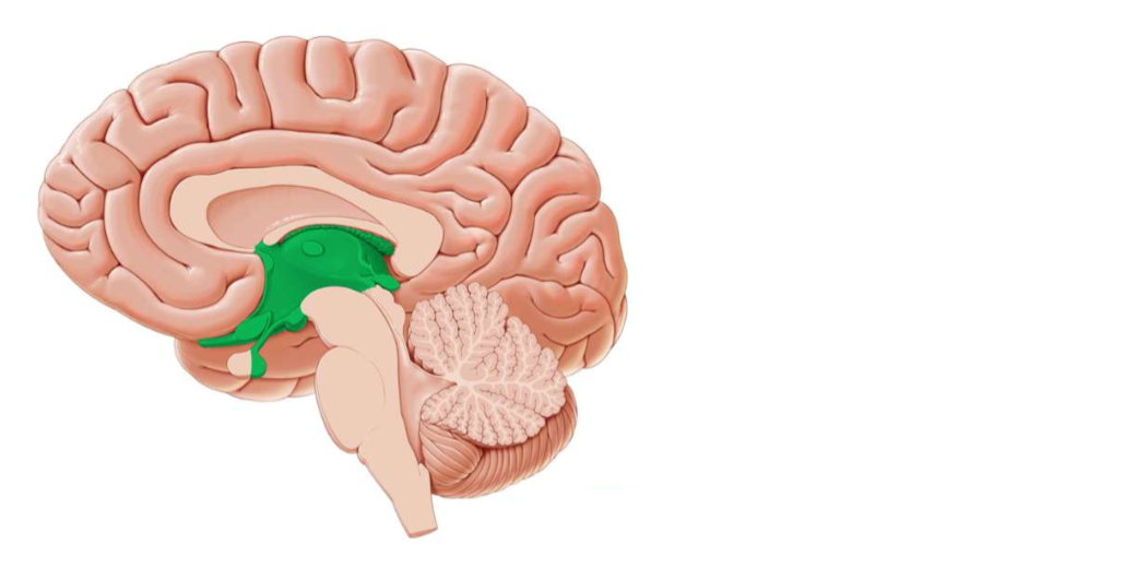 <p>What structures make up this area of the brain?</p>