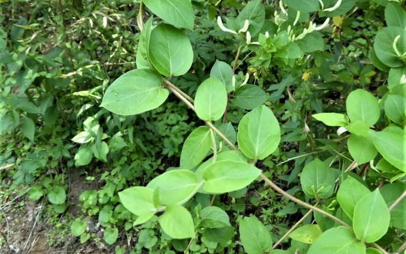 <p>What is the common name of&nbsp;Japanese Honeysuckle</p>