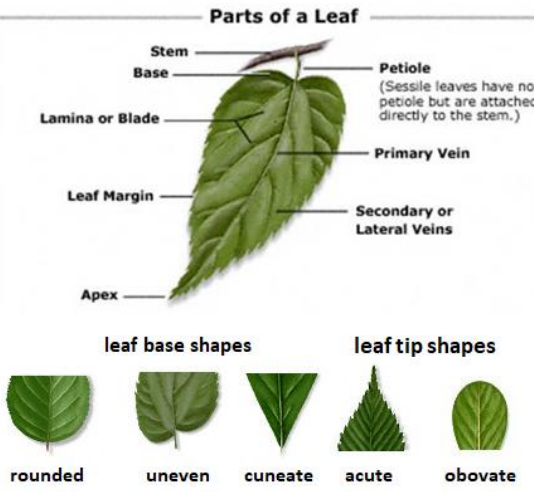 <ul><li><p>Type</p></li><li><p>Arrangement</p></li><li><p>Shape</p></li><li><p>Margin</p></li><li><p>Leaf Shape</p></li></ul><p></p>