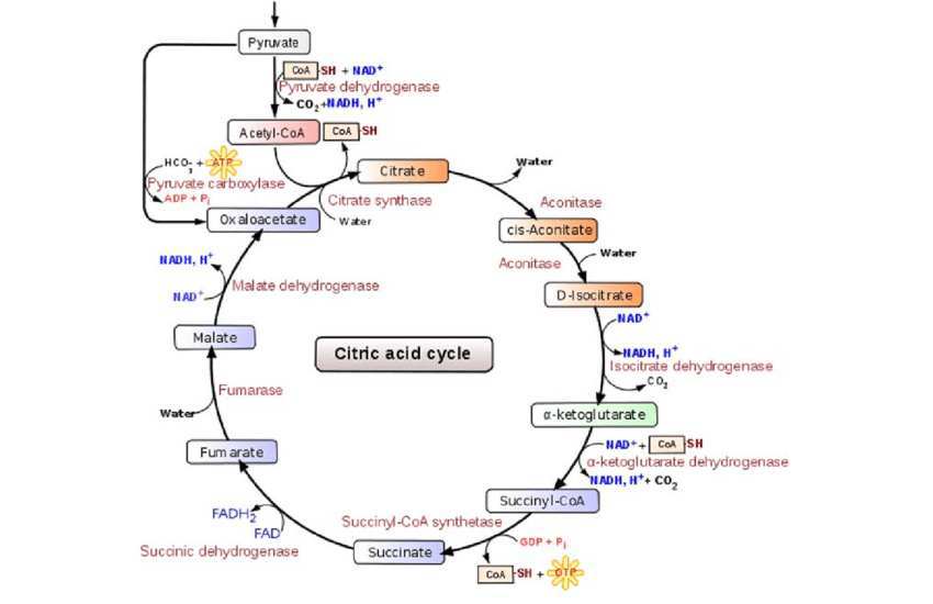 <p>Krebs or Citric Acid Cycle</p>