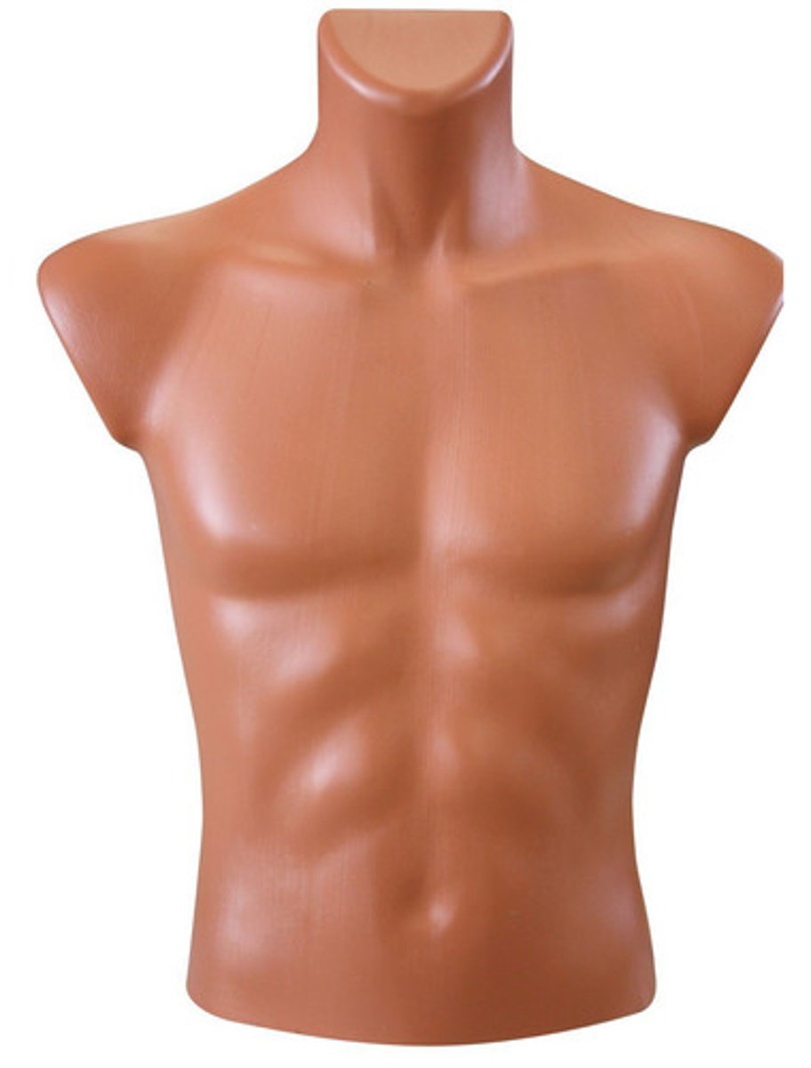 <p>torso</p>