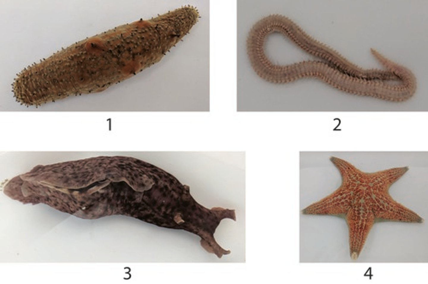 <p>Which of the following features is NOT found in ALL of the above organisms (1-4)?</p>