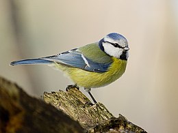 <ul><li><p>blauwe kop</p></li><li><p>gele borst</p></li><li><p>geen zwarte ‘das’</p></li></ul><p></p>