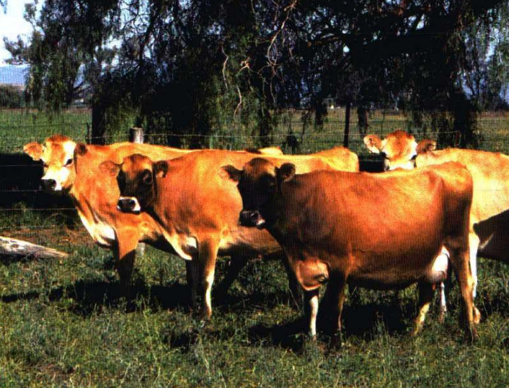 <p>This breed is known for well-shaped and strong udder attachment</p>