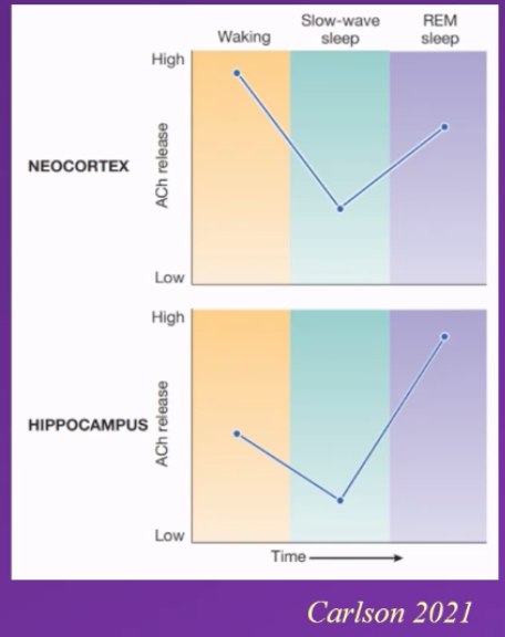 <p>diagram depicting amount of acetylcholine (ACH) being released into the neocortex and hippocampus</p><p class="MsoNormal">describe results</p>