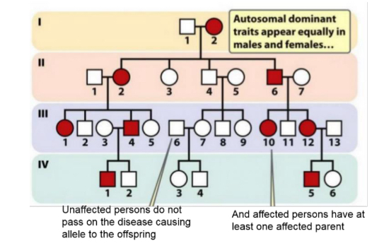 <ul><li><p>trait is determined by a dominant allele</p><ul><li><p>every affected individual has at least an affected parent</p></li><li><p>it appears in every generation</p></li></ul></li><li><p>trait is autosomal (i.e. not sex-linked)</p><ul><li><p>equal numbers of males and females are affected</p></li><li><p>male lpasses the trait to his son. In sex-linked, father contributes the Y-chromosome to his son hence does not pass on the X-linked disease to his son</p></li></ul></li></ul>