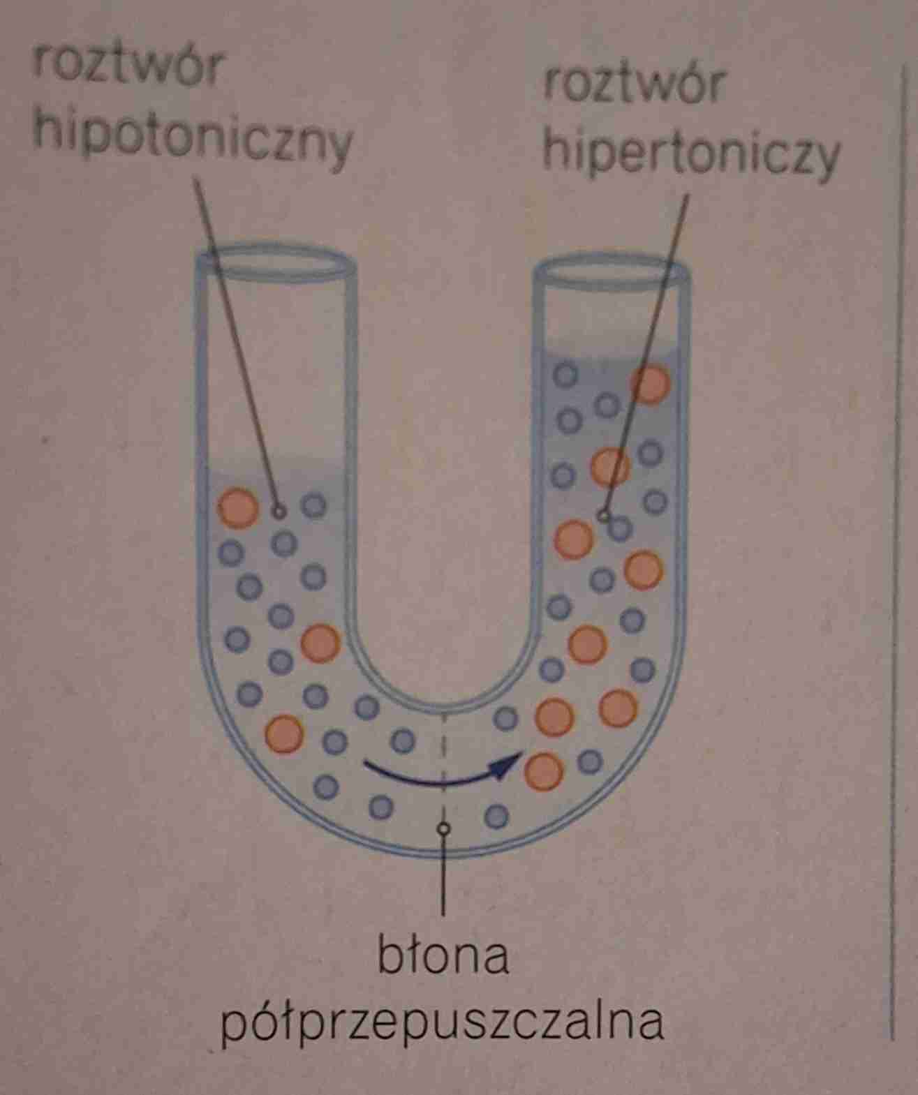 <ul><li><p>roztwór o niższym stężeniu substancji osmotycznie czynnych niż roztwór odniesienia </p></li><li><p>woda przepływa przez wodę popuszczalną z roztworu hipotonicznego do roztworu hipertonicznego efektem jest wyrównanie stężeń po obu stronach błony</p></li></ul>