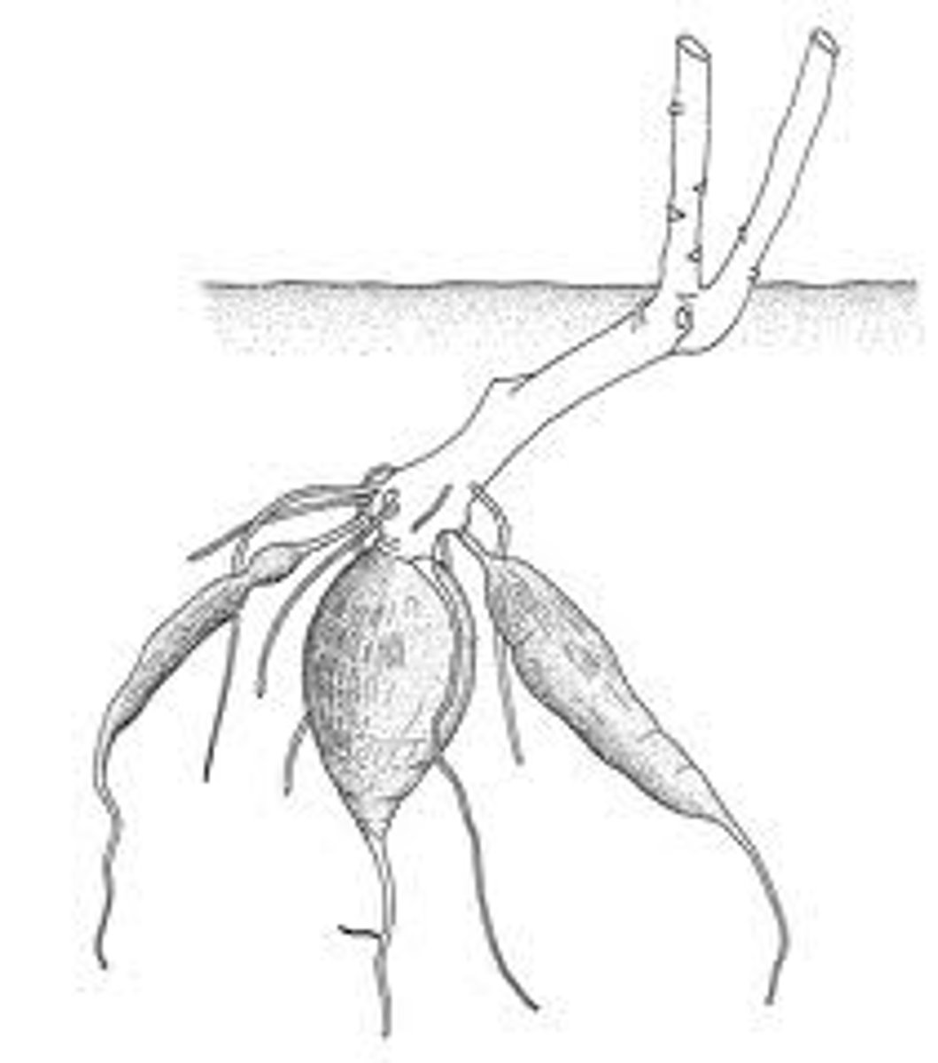 <p>large, swollen secondary root<br>(ex: Sweet potato)</p>