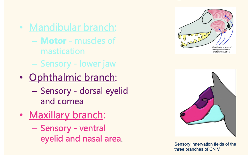 <p>except mandibular branch has motor of mastication fucn</p><p>Mandibular branch: – Motor - muscles of mastication – Sensory - lower jaw • Ophthalmic branch: – Sensory - dorsal eyelid and cornea • Maxillary branch: – Sensory - ventral eyelid and nasal area.</p>