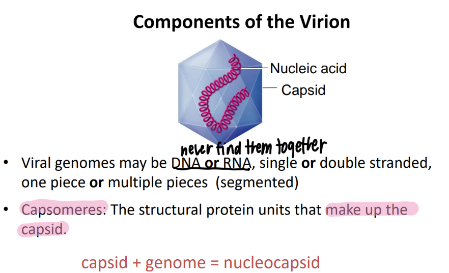 <p>viral DNA/RNA genome </p><p>capsomeres </p>