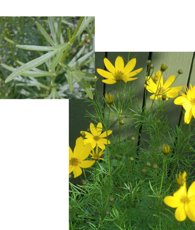 <p>Full Sun</p><p>Cottage gardens</p>