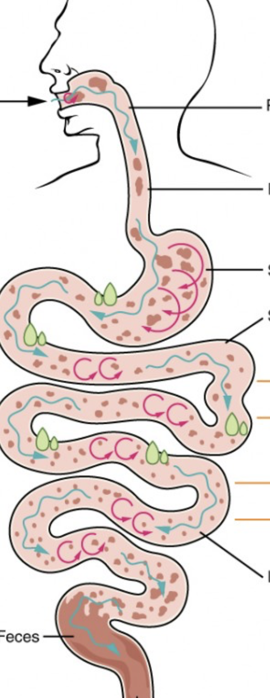 <p>what are the different digestive processes that occur throughout the alimentary canal?</p>