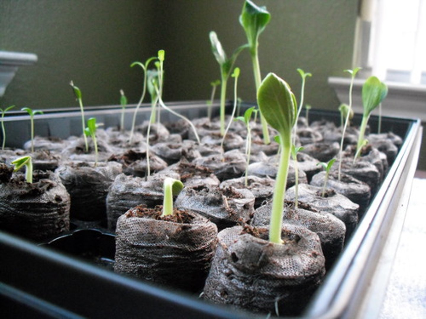 <p>a young plant that is no longer dependent on its cotyledons</p>