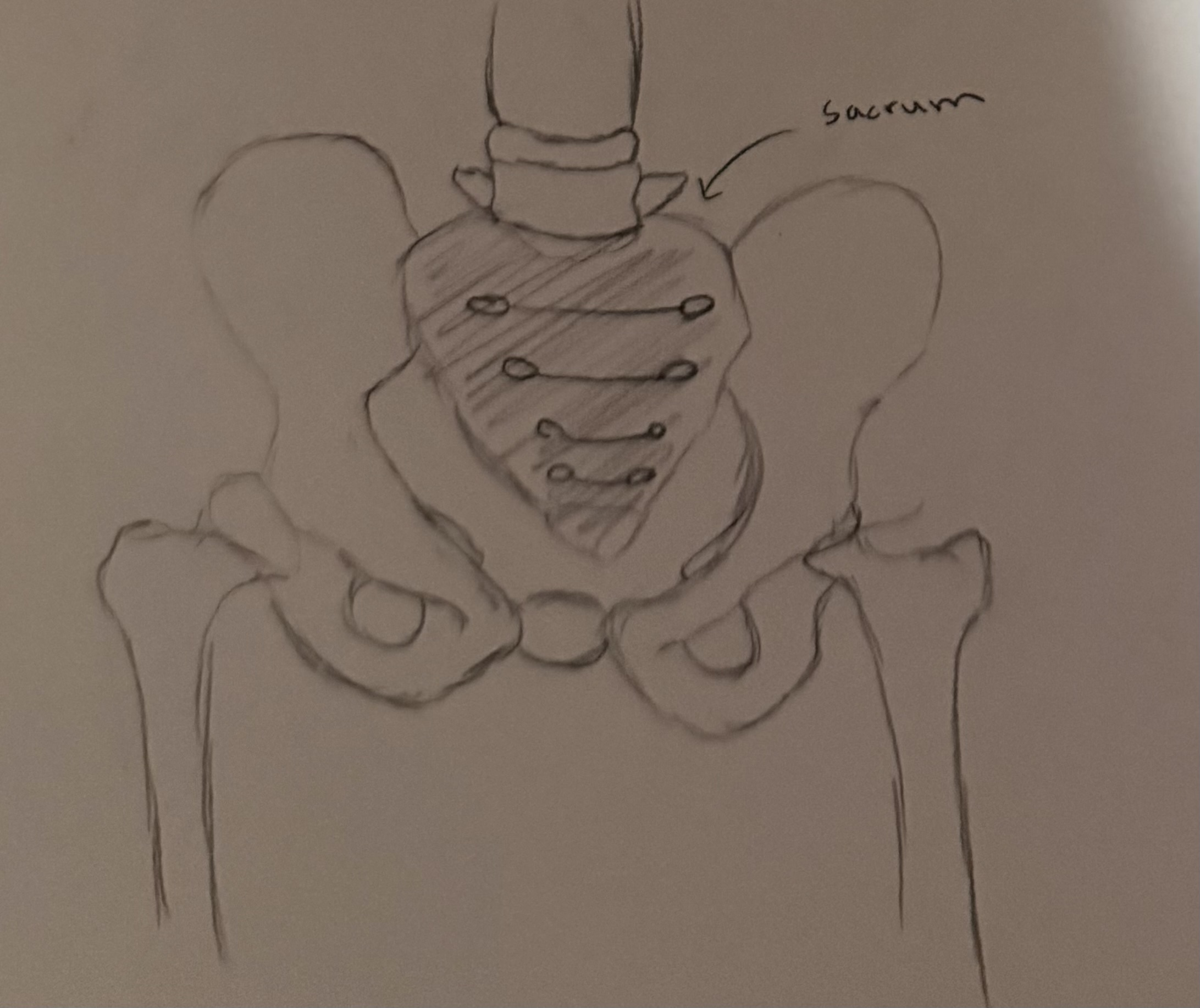 <p>triangular base on the bottom of spine connecting spine to pelvic bone</p>