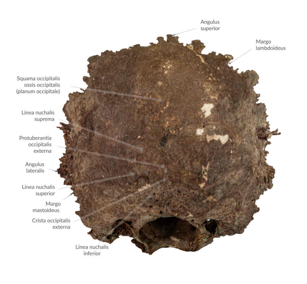 <p>squama occipitalis</p>