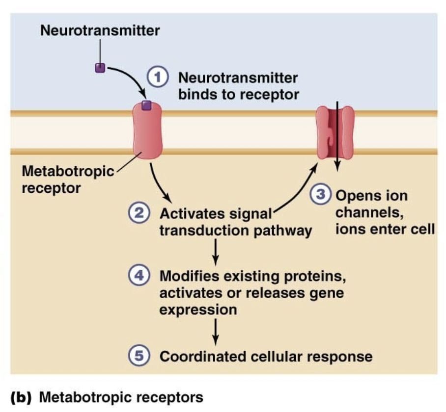 <ul><li><p>NT binds to receptor, binding causes a <mark data-color="yellow" style="background-color: yellow; color: inherit;">signal transduction pathway</mark> which opens an ion channel separate from the receptor</p><ul><li><p>Modifies existing proteins, activates or releases gene expression</p></li><li><p>Coordinated cellular response</p></li></ul></li></ul><p></p>