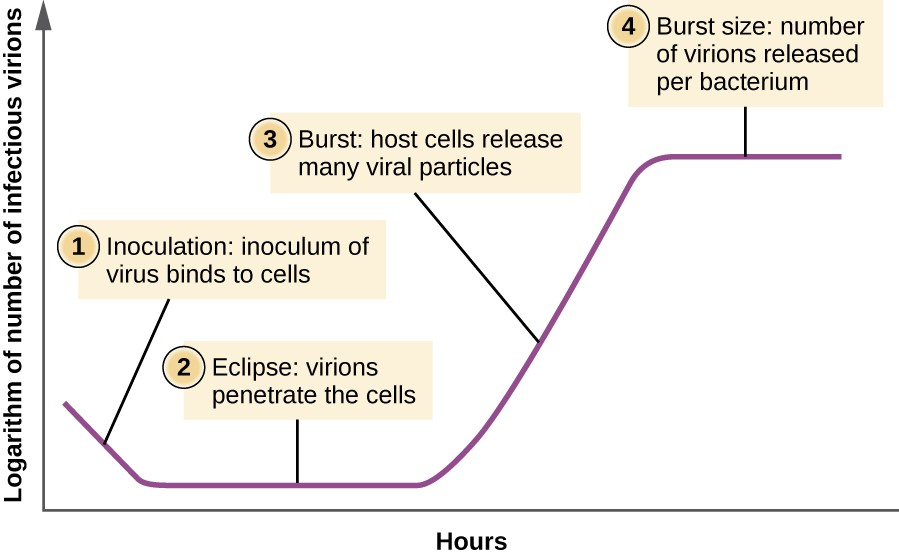 <p>1. <strong><mark data-color="purple" style="background-color: purple; color: inherit">Inoculation</mark></strong>: Drop in detectable viruses as they enter host cells.</p><p>2. <strong><mark data-color="purple" style="background-color: purple; color: inherit">Eclipse</mark></strong>: Replication of viral components (DNA, capsids) in a logarithmic fashion.</p><p>3. <strong><mark data-color="purple" style="background-color: purple; color: inherit">Burst</mark></strong>: Host cell bursts, releasing many viral particles <strong><mark data-color="red" style="background-color: red; color: inherit">(burst size remains constant as viruses aren't alive)</mark></strong></p><p>—</p><p>Bacterial = Lag / Log (Exp.) / <span>Stationary </span>/ Death</p>