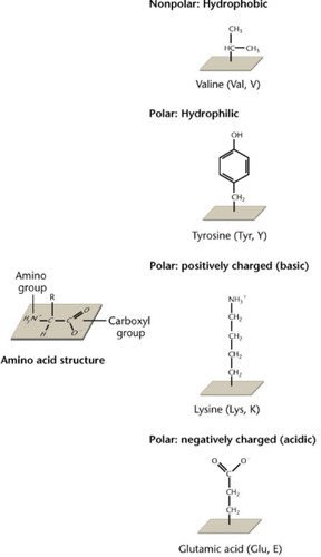 <p>gives the amino acid its chemical and physical properties. Can be categorized based on 4 classes:</p><ol><li><p>Nonpolar (hydrophobic)</p></li><li><p>Polar (hydrophilic)</p></li><li><p>Positively charged</p></li><li><p>Negatively charged</p></li></ol>