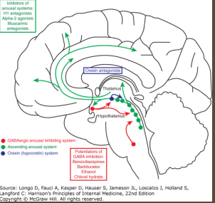 <p><strong>GABA</strong></p><p>-Amino acid</p><p>-_________</p><p>-Acts on ____ receptors (A and B)</p><p>-Most _________ inhibitory NT in the brain&nbsp;</p><p>-Functions → reduces neuronal _________, promotes ________, motor control, and ______ reduction&nbsp;</p><p>-Brainstem required&nbsp;</p>