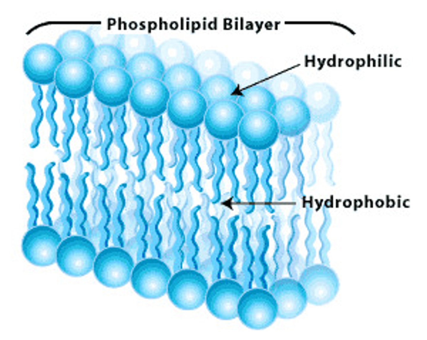 <p>Plasma membrane layers composed of phospholipid molecules arranged with polar heads facing the outside and nonpolar tails facing the inside.</p><p>Phosphate hydrophilic head</p><p>Fatty acid hydrocarbon lipid tails</p>