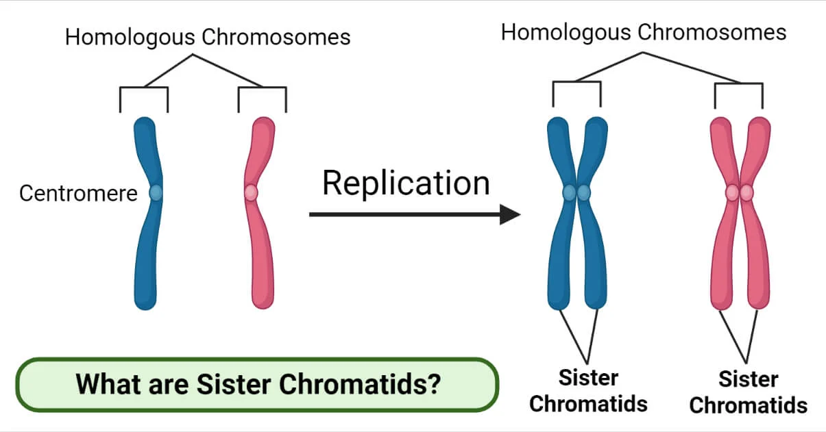 <p>two sets of homologous chromosomes that are each similar in color, and each contain two sister chromatids</p>