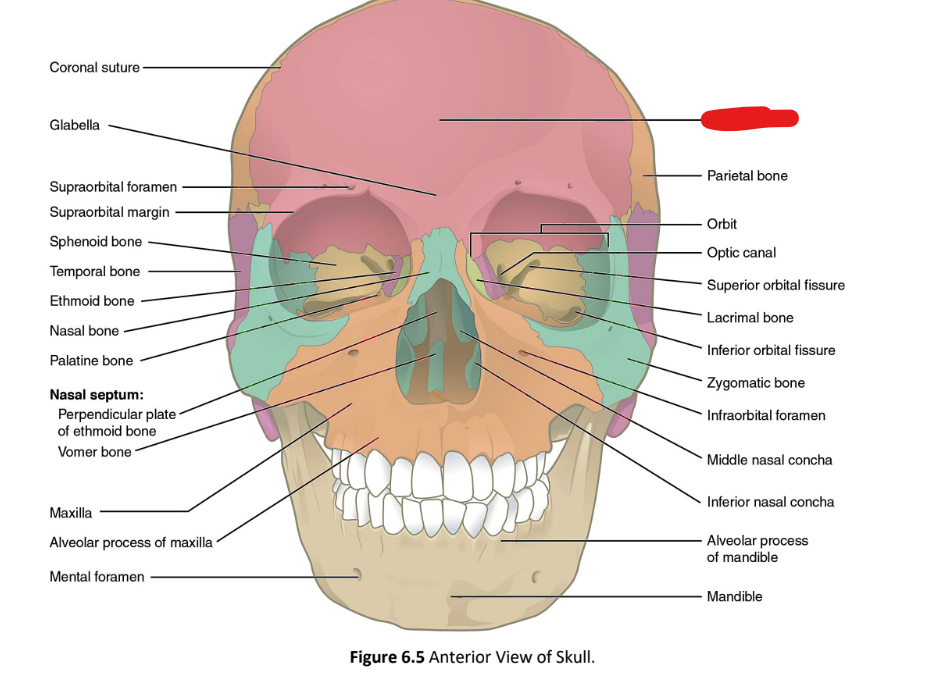 term image