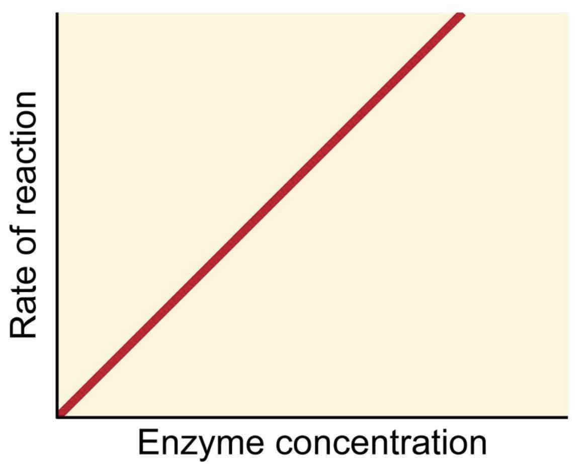 <p>Once a product leaves the active site, the enzyme molecule can be re-used, so only a low enzyme concentration is needed to catalyse a large number of reactions.</p><p>The number of substrate molecules that one enzyme molecule can turn into products in a given time is called the <strong>turn-over number.</strong></p><p>One of the fastest-acting enzymes is catalase found in all living cells, with a turnover number of 40 million molecules per second. Catalase breaks down the highly toxic waste, <strong>hydrogen peroxide </strong>into harmless <strong>water</strong> and <strong>oxygen.</strong></p><p>As the <strong>enzyme concentration increases, </strong>there are more active sites available and therefore the rate of reaction increases.</p><p>If temperature and pH are optimal and there is an excess of substrate, the rate of reaction is directly proportional to the enzyme concentration.</p>
