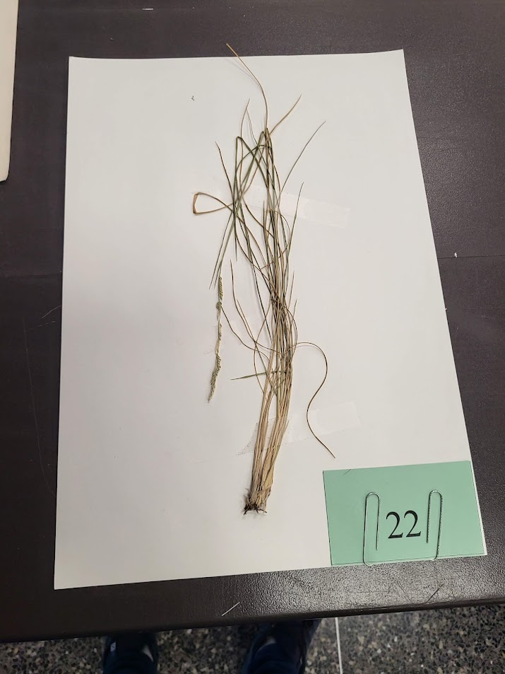 Longevity: Perennial

Season of Growth: Warm

Origin: Native

Economic Value

Wildlife: Fair

Grazing: Good
