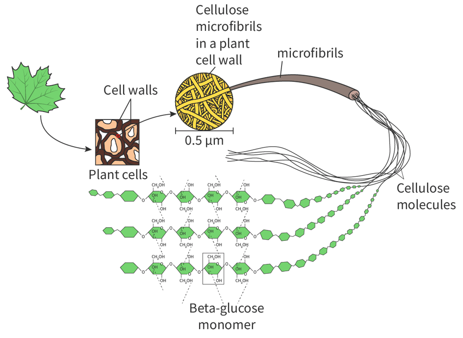 <p>Cellulose is a linear chain, as unlike starch and glycogen, it is made up of beta-glucose molecules, which alternate in orientation.</p>