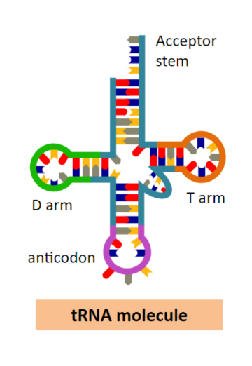 <p>Transfer RNA carries specific amino acids to the ribosome</p><ul><li><p>Transfer RNA molecules have four key regions:</p><ul><li><p>Acceptor stem (carries the amino acid)</p></li><li><p>Anticodon (complementary to an mRNA codon)</p></li><li><p>T arm (associates with the ribosome)</p></li><li><p>D arm (associates with a tRNA-activating enzyme)</p></li></ul></li><li><p>Transfer RNA molecules fold into a cloverleaf structure</p></li></ul>