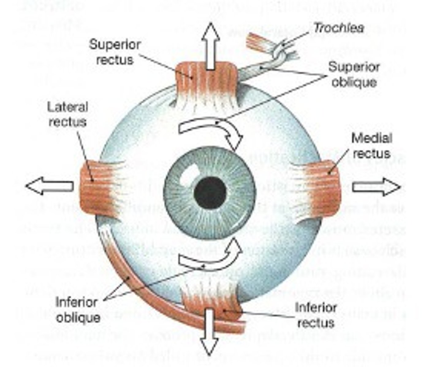 <p>superior:</p><p>- draws gaze downward and laterally</p><p>- nerve 4</p><p>inferior:</p><p>- draws gaze upward and laterally</p><p>- nerve 3</p>