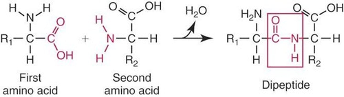 <p>Covalent bonds linking amino acids, releasing water.</p>