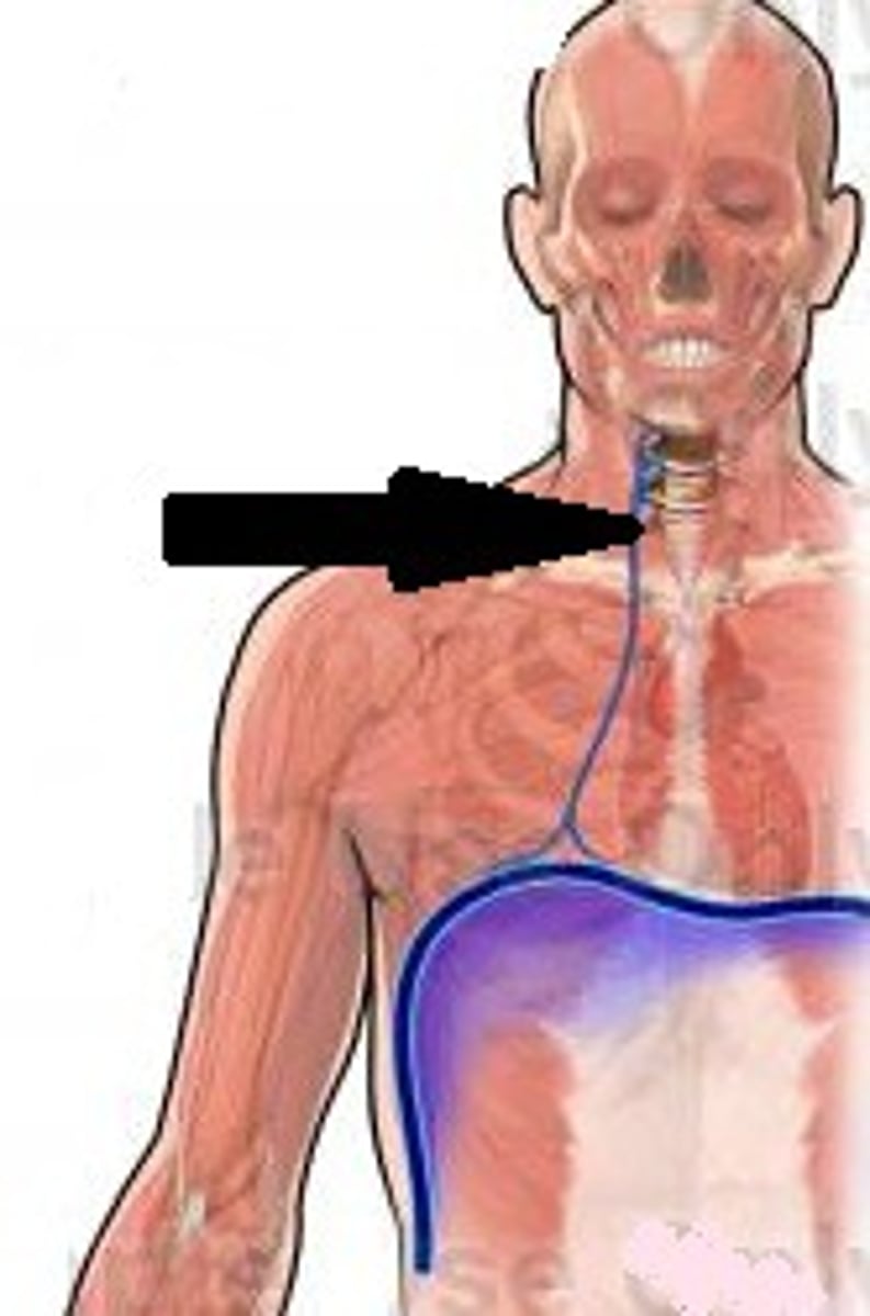 <p>phrenic</p>