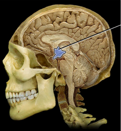 <p><span><span>Hypothalmus</span></span></p>