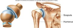 Triaxial, angular motion, circumduction, & rotation 

Example: shoulder joint and hip joint