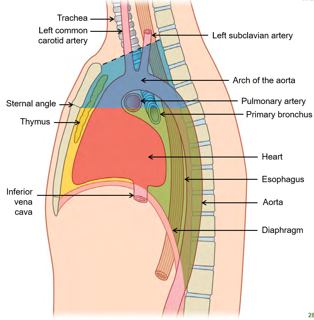 <p>What are the <strong>main structures</strong> found in the <strong>superior and inferior mediastinum?</strong></p>