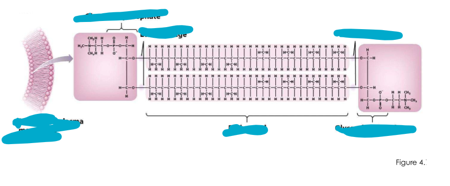 <p>There are monolayers in some archaea. What does this mean?</p><ul><li><p>what is found?</p></li><li><p>stable vs unstable? where is it found?</p></li></ul><p></p>